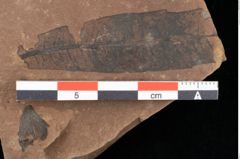 Foto (Detailansicht) von Pinus oceanines Unger (NHMW-GEO-2024-0188-0292)